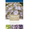 Hydrangea Macrophylla "Magical Harmony Blauw"&reg; boerenhortensia