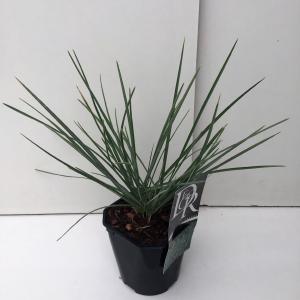 Blauwgras (Sesleria nitida) siergras Blauwgras (Sesleria nitida) siergras