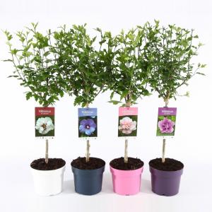 Hibiscus syriacus Ton Sur Ton Mix op stam Hibiscus syriacus Ton Sur Ton Mix op stam