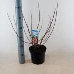 Hydrangea Paniculata "Mega Mindy"&reg; pluimhortensia