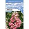 Hydrangea Paniculata "Mega Mindy"&reg; pluimhortensia