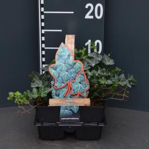 Klimop (hedera helix) bodembedekker Klimop (hedera helix) bodembedekker