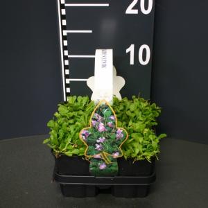 Mazus (mazus reptans) bodembedekker Mazus (mazus reptans) bodembedekker