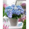 Hydrangea Macrophylla Music Collection "Blue Ballad"&reg; boerenhortensia