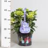Hydrangea Macrophylla Music Collection "Blue Ballad"&reg; boerenhortensia