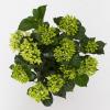 Hydrangea Macrophylla Music Collection "Blue Ballad"&reg; boerenhortensia