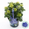 Hydrangea Macrophylla Music Collection "Blue Ballad"&reg; boerenhortensia