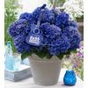Hydrangea Macrophylla Music Collection "Blue Boogiewoogie"&reg; boerenhortensia