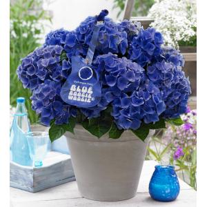 Hydrangea Macrophylla Music Collection "Blue Boogiewoogie"® boerenhortensia Hydrangea Macrophylla Music Collection "Blue Boogiewoogie"® boerenhortensia