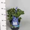Hydrangea Macrophylla Music Collection "Blue Boogiewoogie"&reg; boerenhortensia