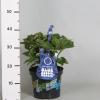 Hydrangea Macrophylla Music Collection "Blue Boogiewoogie"&reg; boerenhortensia