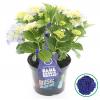 Hydrangea Macrophylla Music Collection "Blue Boogiewoogie"&reg; boerenhortensia