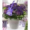 Hydrangea Macrophylla Music Collection "Deep Purple Dance"&reg; boerenhortensia
