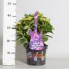 Hydrangea Macrophylla Music Collection "Deep Purple Dance"&reg; boerenhortensia