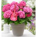 Hydrangea Macrophylla Music Collection "Pink Pop"&reg; boerenhortensia