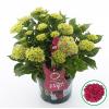 Hydrangea Macrophylla Music Collection "Pink Pop"&reg; boerenhortensia