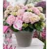 Hydrangea Macrophylla Music Collection "Soft Pink Salsa"&reg; boerenhortensia