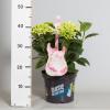 Hydrangea Macrophylla Music Collection "Soft Pink Salsa"&reg; boerenhortensia