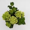 Hydrangea Macrophylla Music Collection "Soft Pink Salsa"&reg; boerenhortensia