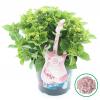 Hydrangea Macrophylla Music Collection "Soft Pink Salsa"&reg; boerenhortensia