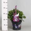 Hydrangea Macrophylla Music Collection "Purple Punk"&reg; boerenhortensia