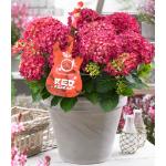 Hydrangea Macrophylla Music Collection "Red Reggae"&reg; boerenhortensia