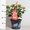 Hydrangea Macrophylla Music Collection "Red Reggae"&reg; boerenhortensia