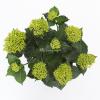 Hydrangea Macrophylla Music Collection "Red Reggae"&reg; boerenhortensia