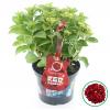 Hydrangea Macrophylla Music Collection "Red Reggae"&reg; boerenhortensia