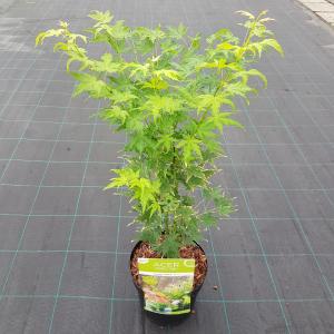 Japanse esdoorn (Acer palmatum "Going Green") heester Japanse esdoorn (Acer palmatum "Going Green") heester