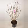 Dwergsering (syringa "Tinkerbelle"&reg;)