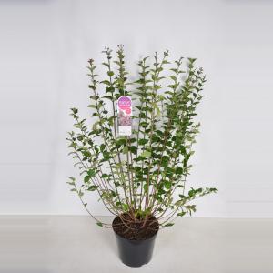 Dwergsering (syringa microphylla "Superba") Dwergsering (syringa microphylla "Superba")