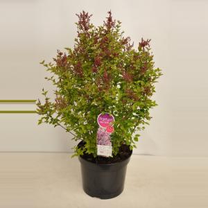 Dwergsering (syringa "Sugar Plum Fairy"®) Dwergsering (syringa "Sugar Plum Fairy"®)