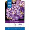Hydrangea Macrophylla "Endless Summer Bloomstar Blue"&reg; boerenhortensia