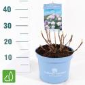 Hydrangea Macrophylla "Endless Summer Bloomstar Blue"&reg; boerenhortensia