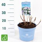 Hydrangea Macrophylla "Endless Summer Bloomstar Blue"&reg; boerenhortensia