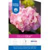 Hydrangea Macrophylla "Endless Summer Bloomstar Pink"&reg; boerenhortensia