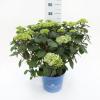 Hydrangea Macrophylla "Endless Summer Bloomstar Pink"&reg; boerenhortensia