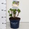 Hydrangea Macrophylla "Magical Coral Blue"&reg; boerenhortensia