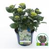 Hydrangea Macrophylla "Magical Coral Blue"&reg; boerenhortensia