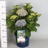 Hydrangea Macrophylla "Magical Coral Blue"&reg; boerenhortensia