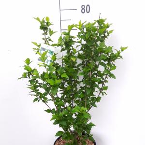 Hibiscus syriacus Totus Albus Hibiscus syriacus Totus Albus