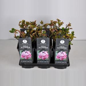 Grootbloemige roos (rosa "Lila Wunder") Grootbloemige roos (rosa "Lila Wunder")