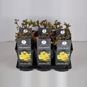 Trosroos (rosa "Goldbeet") Trosroos (rosa "Goldbeet")