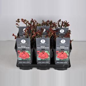 Trosroos (rosa "Red Wanderer") Trosroos (rosa "Red Wanderer")