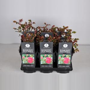 Trosroos (rosa "Kimono Fuchsia") Trosroos (rosa "Kimono Fuchsia")