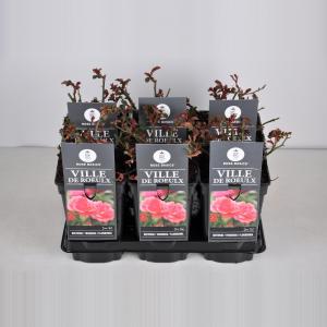 Trosroos (rosa "Ville de Roeulx") Trosroos (rosa "Ville de Roeulx")