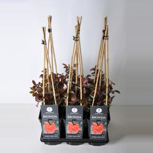 Klimroos (rosa "Bionda") Klimroos (rosa "Bionda")