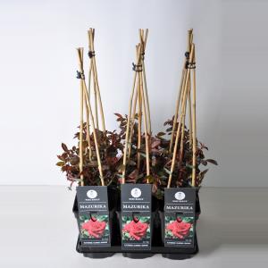 Klimroos (rosa "Mazurika") Klimroos (rosa "Mazurika")