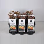 Trosroos (rosa "Hansestadt Rostock"&reg;)